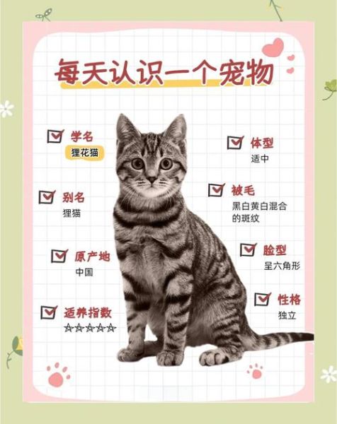 哪些生肖属相适合养猫（属虎适合养猫吗）