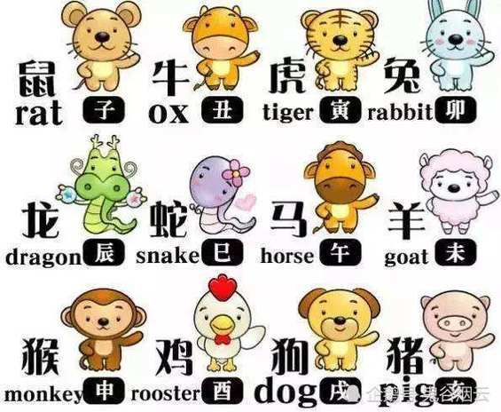 什么属相属于右边生肖（右边生肖是哪个属相？小白一看就懂）