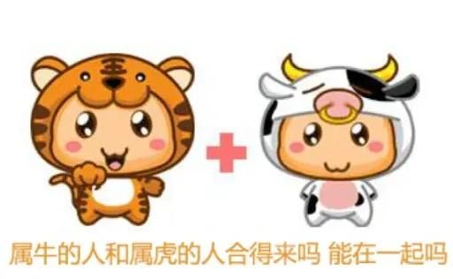 生肖属相男牛女虎(属牛男和属虎女真的相冲吗)