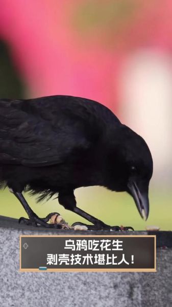 乌鸦生肖属相（乌鸦是什么生肖？详细解读）