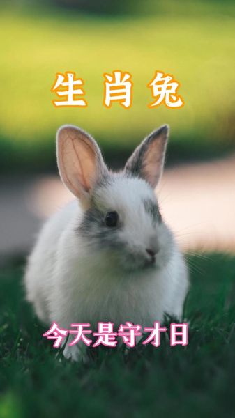 兔是哪个生肖属相（兔是哪个生肖属相的详细解读）