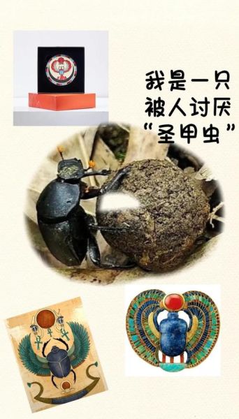 十二生肖属相屎壳郎（十二生肖屎壳郎属什么生肖🤔）