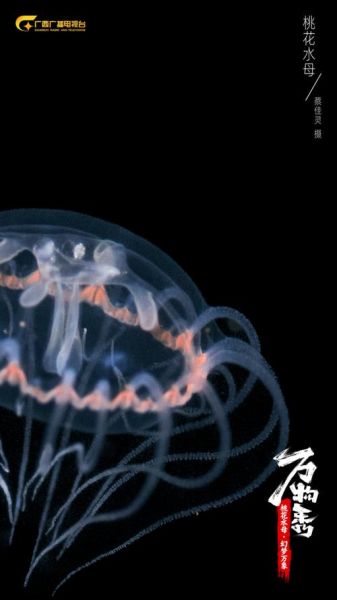 桃花水母生肖属什么属相（桃花水母生肖属龙）