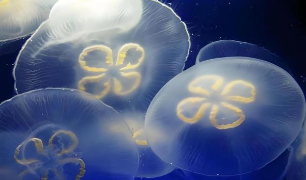 桃花水母生肖属什么属相（桃花水母生肖属龙）