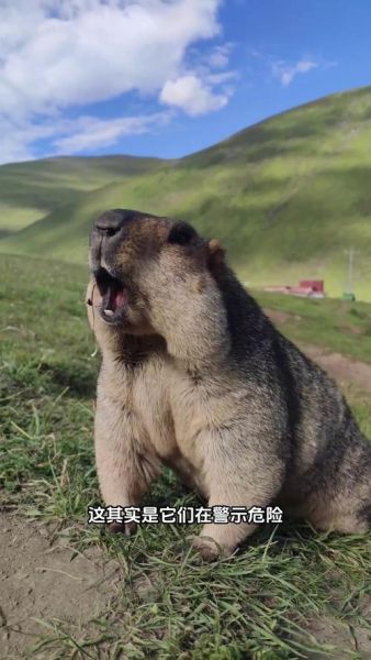 土拨鼠最佳生肖属相是（土拨鼠属什么生肖最旺）