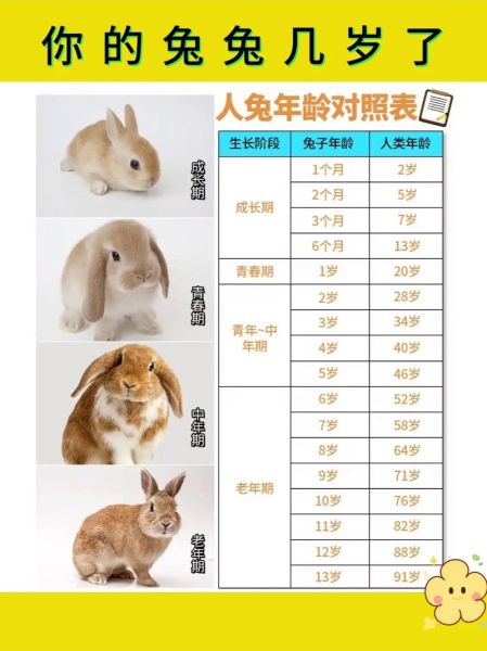 属相兔子的生肖（属兔的人今年多大岁数）