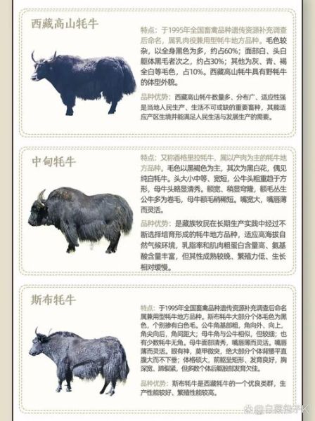 牦牛生肖属什么属相（牦牛生肖属什么属相 🐂）