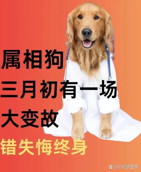 嫉妒生肖狗的属相（嫉妒生肖狗的属相有哪些？📌）