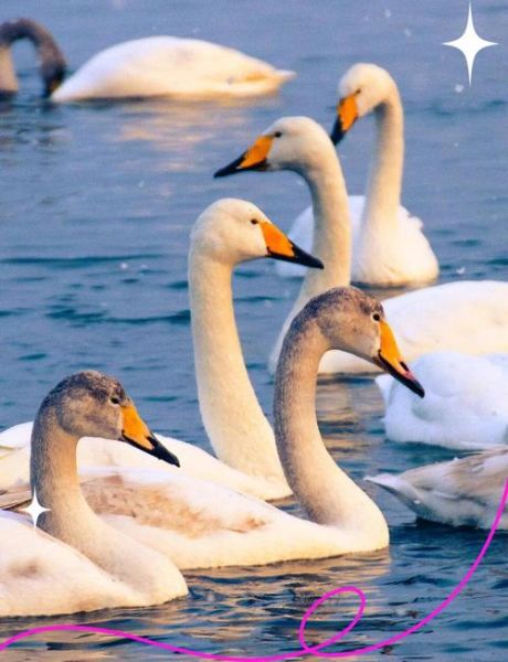 天鹅与什么生肖和属相(天鹅对应属相大揭秘)