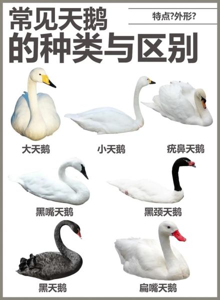 天鹅与什么生肖和属相（天鹅对应属相大揭秘）