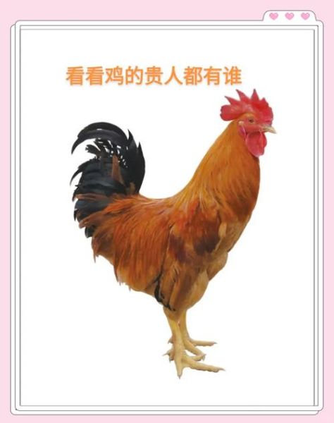 生肖属鸡的贵人属相（属鸡的贵人是什么属相？）