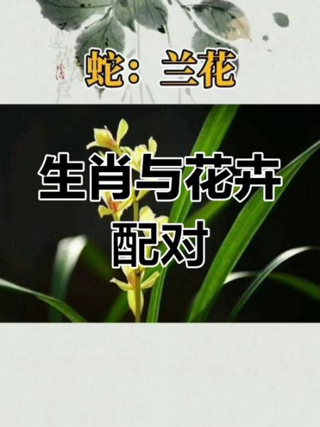 十二生肖的属相花的属相（十二生肖的属相花是什么）