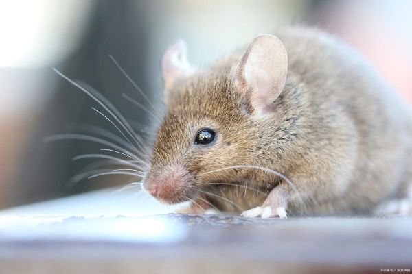 王良属什么生肖属相（王良生肖属相是什么）