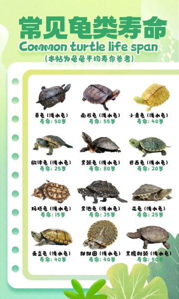 乌龟代表什么生肖属相（乌龟在生肖里属什么）