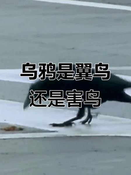 乌鸦生肖属相是哪个(乌鸦生肖属相是哪个你知道吗)