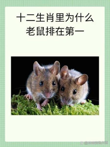 十二生肖哪个属相不变（十二生肖哪个属相永远不变）