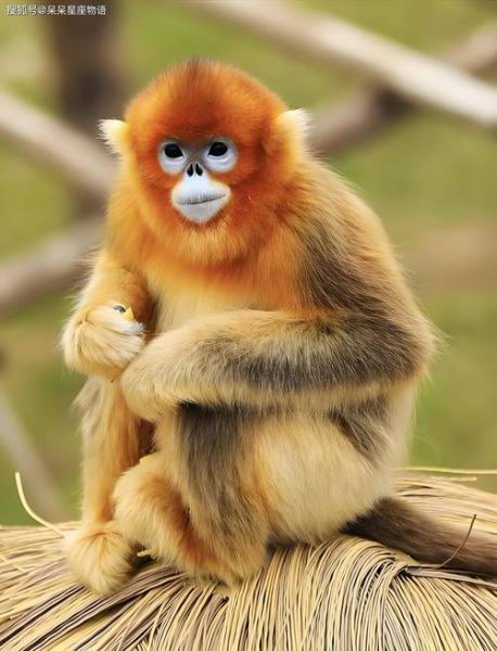 生肖猴的相生属相（生肖猴最合的三大生肖）