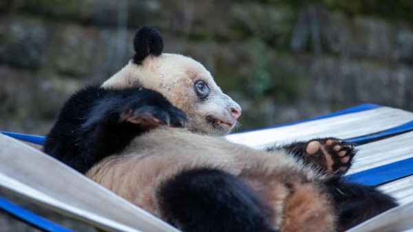 熊掌属相是什么生肖动物（熊掌属什么生肖？新手一看就懂）