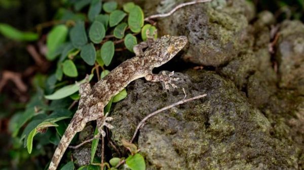 壁虎对应的生肖和属相（壁虎代表哪个生肖属相）