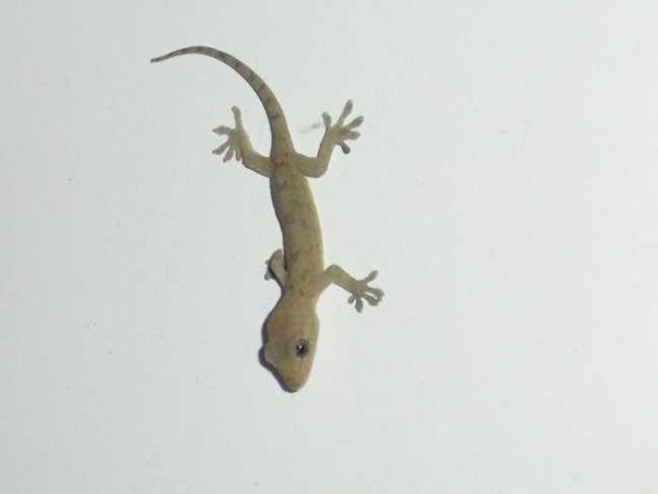 壁虎对应的生肖和属相（壁虎代表哪个生肖属相）